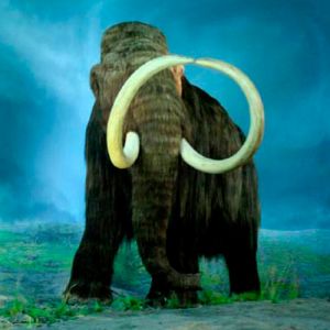 Mamutes coexistiram com os primeiros americanos