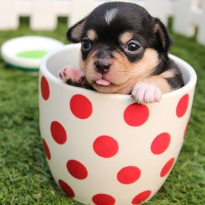 Conheça Todas as Fases do Crescimento de um Cachorro e Como Lidar com Elas