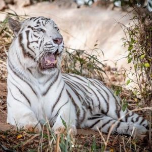 7 curiosidades intrigantes sobre o tigre-de-bengala
