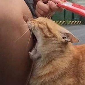 Quando a mulher é gostosa, literalmente