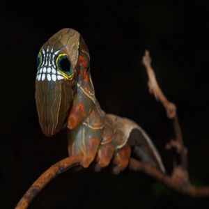 Esta lagarta imita um crânio assustador para manter os predadores longes