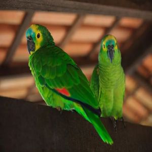Conheça as melhores espécies de aves de estimação