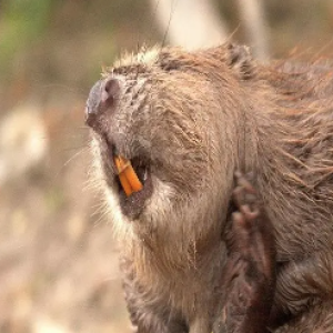 7 animais que têm cheiro de comida