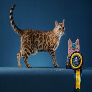 EXPO GATOS PARA ENCANTAR SOROCABA