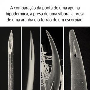 Veja fotos incríveis do mundo microscópico em detalhes