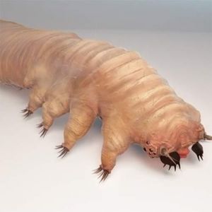 Esse bichinho que vive em nosso corpo e você nem imagina aonde e o que ele pode causar