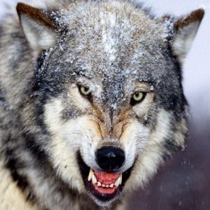 Lobo cinza é um sobrevivente da Era do Gelo