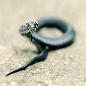 Top 6 das mais letais cobras da Terra