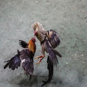 Ataque em rinha de galos no Equador deixa 12 mortos