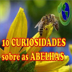 10 curiosidades sobre as abelhas