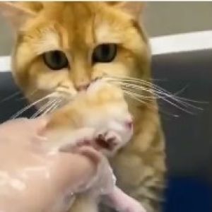 Esse é meu, Márcia! Larga! 