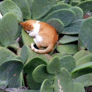 Gatos dormem em qualquer lugar, e essas imagens provam isso #6