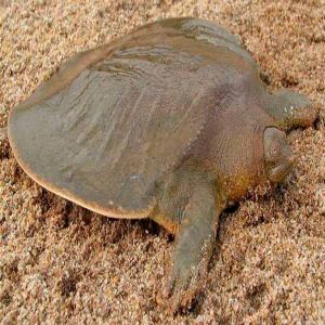 A diferente e exótica tartaruga-de-casco-mole