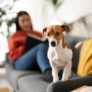 Decoração e Móveis para Pets em Casa: Dicas para um Lar Aconchegante e Funcional