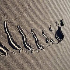 Devagar e sempre: como as cobras se locomovem?