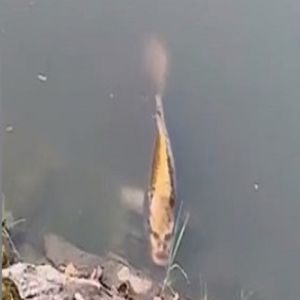 Peixe com 'rosto humano' , batizado de Bob, viraliza na web