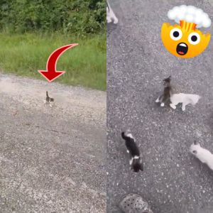 Homem parou no meio da estrada para resgatar um gatinho e é surpreendido...
