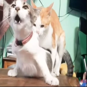 O cio do gato macho: Saiba como lidar com esse problema