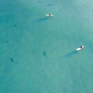 Surfista é cercada por tubarões em praia na Flórida