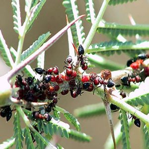 As plantas usam armas químicas e convocam exércitos em sua defesa