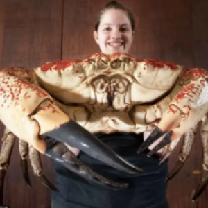 Animais gigantescos demais para suas espécies