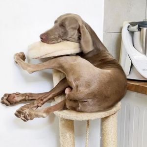 28 animais com comportamentos nada normal