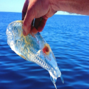 5 animais incríveis de que você provavelmente nunca ouviu falar