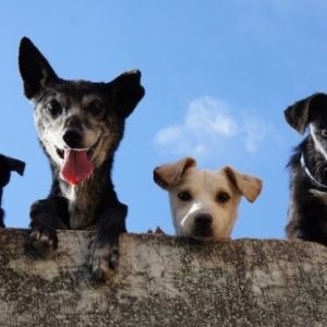 Está em Dúvida sobre escolher o nome para o seu cachorro? Baixe Gratuitamente esse Guia com 100 Nomes Incríveis 