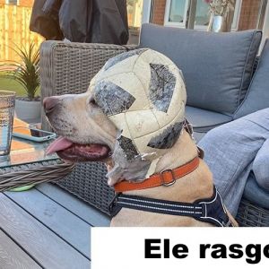 15 animais que se recusam a ser conhecidos como bons meninos e meninas