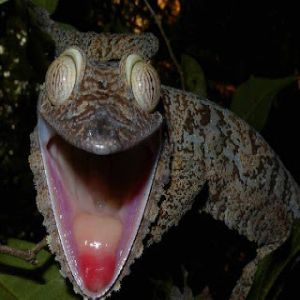 Os 12 animais mais esquisitos do mundo