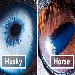 Suren Manvelyan: fotógrafo captura como os olhos dos animais são únicos