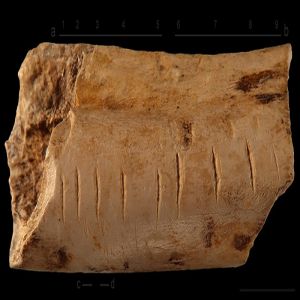 Como os Neandertais e outros humanos antigos aprenderam a contar?