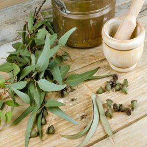 Chá de eucalipto: para que serve e como preparar