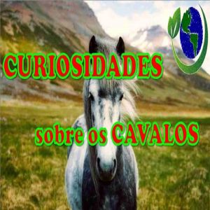 Curiosidades sobre os cavalos