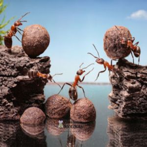 Cooperação, competição e a evolução das relações ecológicas entre os animais