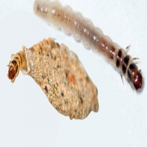 Você vai se surpreender quando descobrir por que as traças comem suas roupas