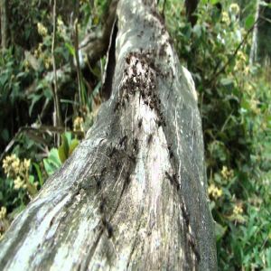 Formigas correição andam em círculos até morrerem de exaustão?