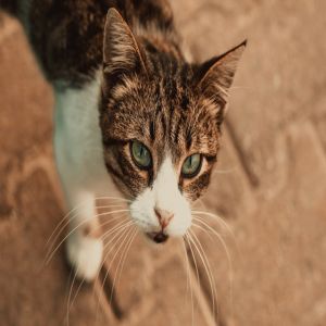 Latidos noturnos causados por gatos: 05 maneiras de afastar os felinos curiosos