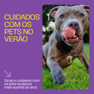 Dicas e cuidados com os pets na época mais quente do ano
