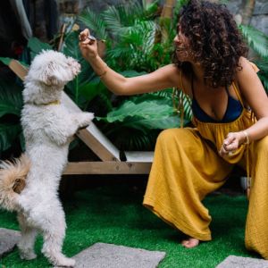 Esses São os Petiscos Mais Preferidos dos Cachorros