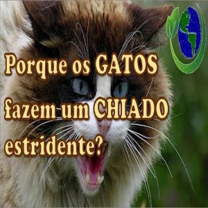 Por que os gatos fazem um chiado estridente?