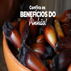 Pinhão: 8 benefícios do pinhão 