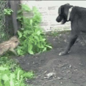 Botando o grandão pra correr