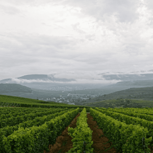 Viajando pela Alsácia e seus belos campos de vinhedos