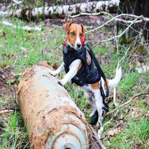 Fatos e curiosidades pra te alegrar #5