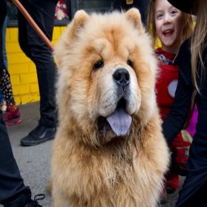 Raças de Cachorro Menos Carinhosas: Conheça Alguns Exemplos e Entenda as Variações Comportamentais