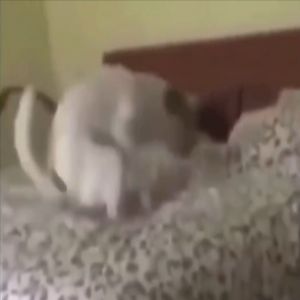 Quando cachorro quer fazer a bagunça