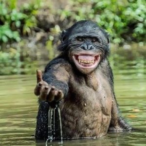 Mestres do Photoshop fazem imagens engraçadas ficarem ainda mais hilárias