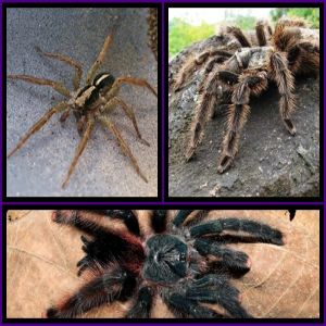 Outras aranhas que podem ser perigosas