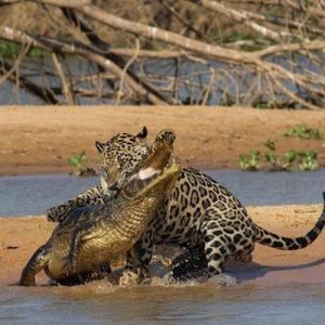Embate de onça x jacaré foi flagrado